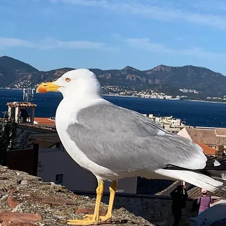 Close To Congress Palace, Croisette, Beaches * Cannes