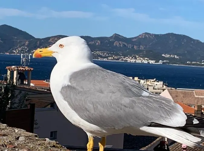 Close To Congress Palace, Croisette, Beaches * Cannes